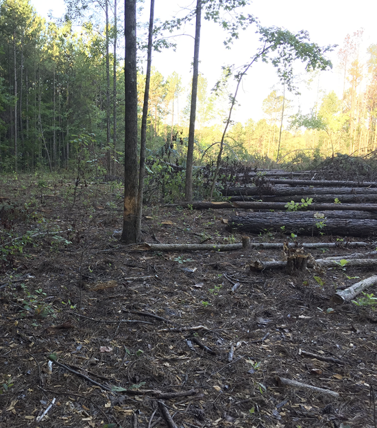 Pine bark beetles taking advantage of drought  Mississippi State  University Extension Service