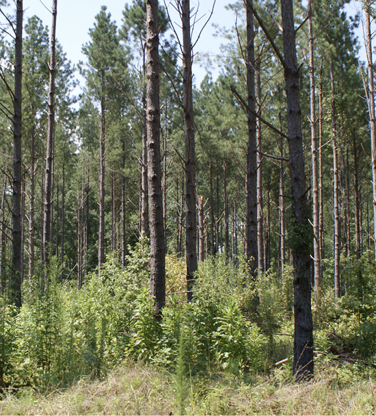 A forest is thinned (intentionally cut or planted trees with a good amount of distance between them) to maintain the health of the forest. Densely planted trees are more susceptible to infestation.