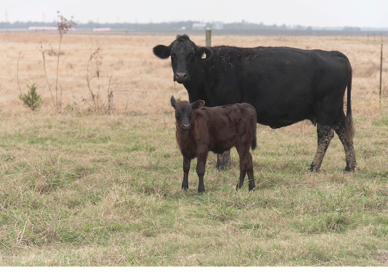 A cow and a calf looking at the camera.