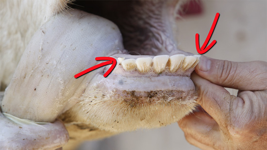 cow teeth anatomy