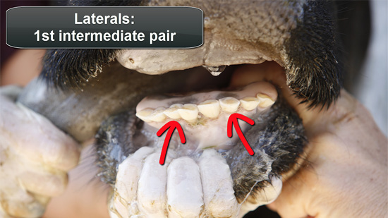 cow teeth anatomy