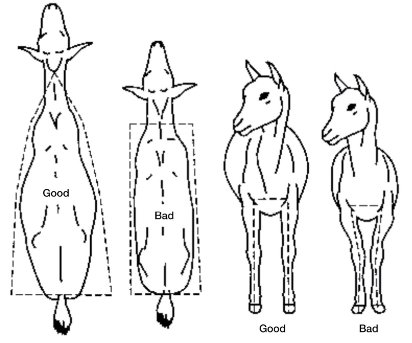 Drawings of good and bad meat goat body types. From overhead, a good body type is triangular, and a bad body type is rectangular. From the front, a good body type is overall larger, and the space between the front legs is wider.