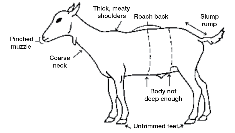 A goat with poor conformation has a pinched muzzle; coarse neck; thick, meaty shoulders; roach back; slump rump; body not deep enough; and untrimmed feet.