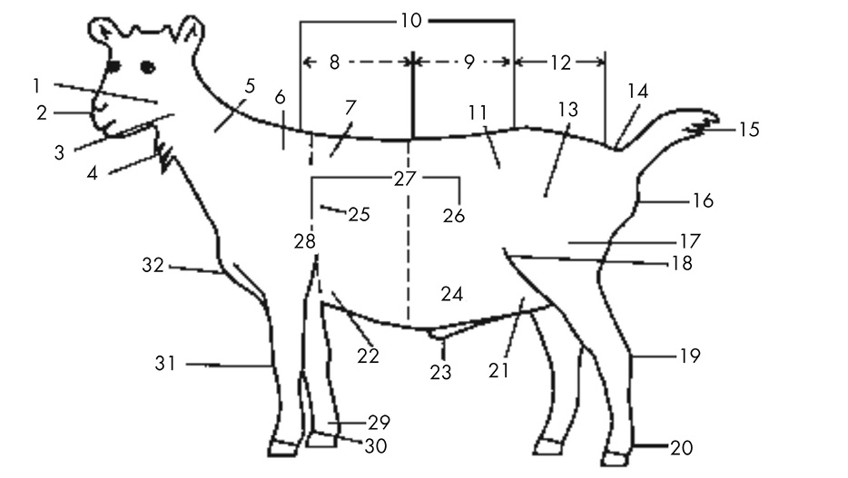 Goat Terminology - Key Goat Terms You Need to Know