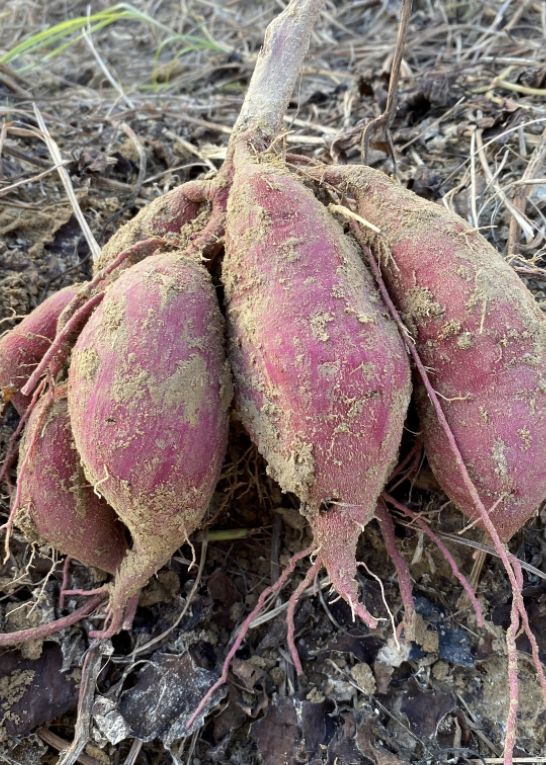 Photograph of sweetpotato storage roots. Sweetpotato storage roots are the part of sweetpotatoes that we eat. These sweetpotato storage roots are connected with one another and are buried below the ground.