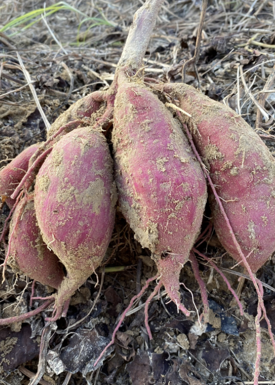 sweet potato roots