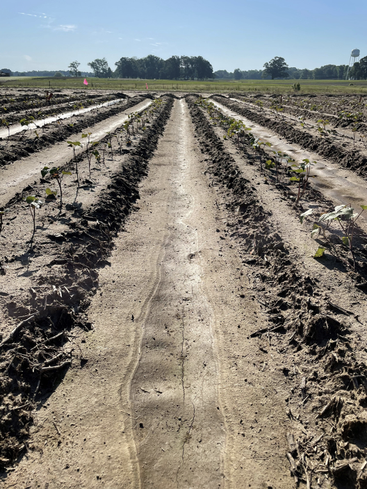 Photograph of sweetpotatoes growing in rigid planting beds. These sweetpotatoes sit on a plant bed that is a foot in width. There are rows between each plant bed. These alternating rows are deeper into the ground than the surrounding plant beds.