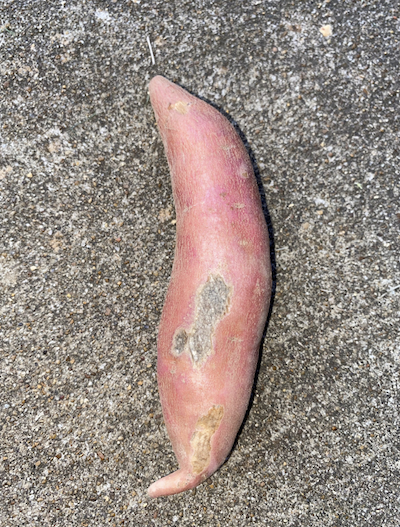 The sweetpotato has a skinning effect, where parts of the skin are removed. Where the skin once was, there is a dark brown effect.