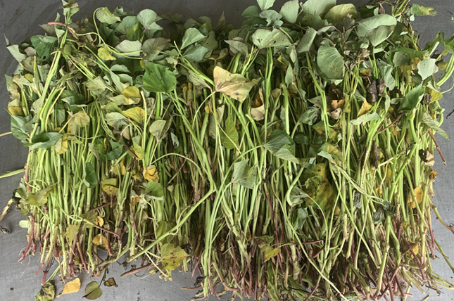 Photograph of a sweetpotato garden. This photograph is centered on the slips. Someone is cutting the slips, leaving 1 inch from the surface of the soil. The person is holding the bunches of slips that they have already cut.