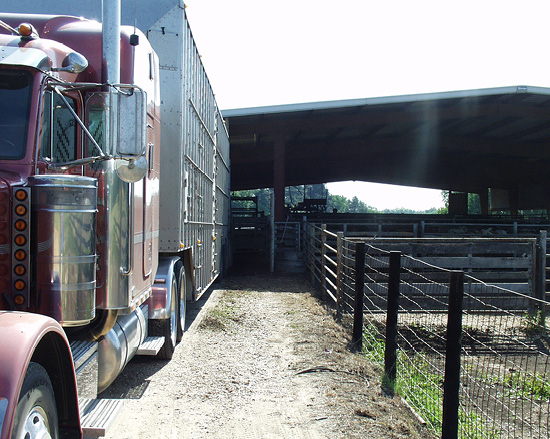 A red semi truck backing in to a cow pen. 
