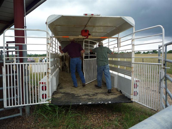 2 men pushing a divider gate into a white trailer. 