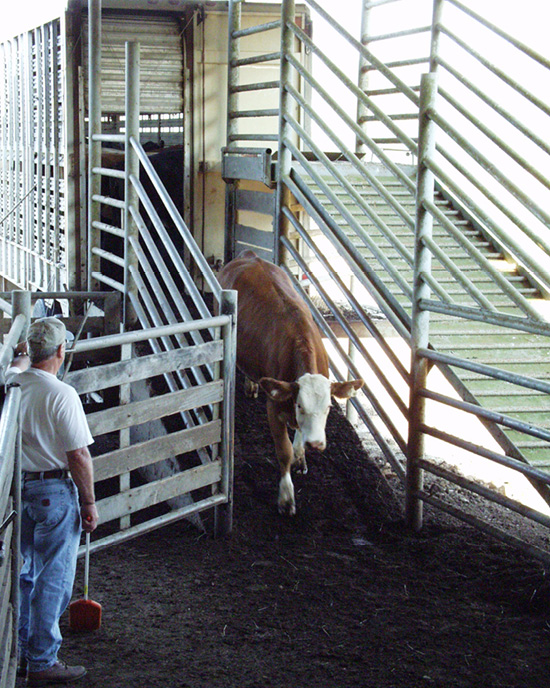 A cow walking out of a trailer into its new pen. 