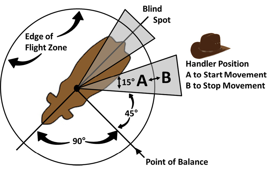 A circle around a cow. The cow's face marks 0/ 360 degrees. 90 degrees starting at the face moving counter clockwise is where the point of balance is located. 45 degrees past that is where the the handler is moving in and out of the circle to start or stop movement. The handler is given a 15 degree space. The animal's blind spot is the section of the circle directly behind it. the remaining 180 degrees is on the oppostite side of the cow to the handler. This is the flight zone. 