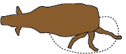 An overhead view of a mature cow kicking in a roundhouse motion. 