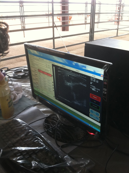 A computer monitor on a table in a cattle pen.