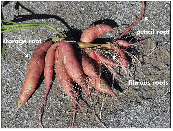 Mature sweet potatoes with roots labeled "storage root," "fibrous root," and "pencil root."
