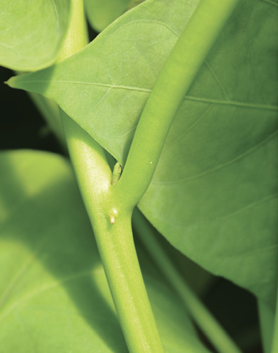 White bump on green sweet potato stem.