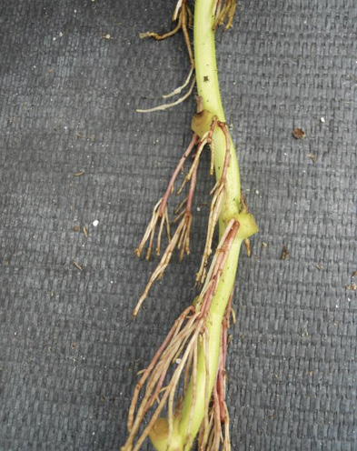 Roots on a young sweet potato stem.