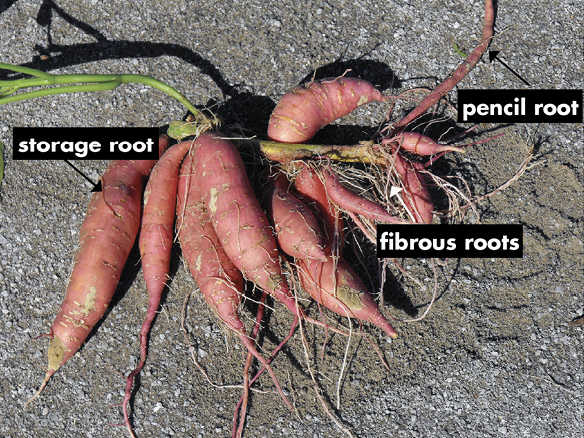 Mature sweet potatoes with roots labeled "storage root," "fibrous root," and "pencil root."