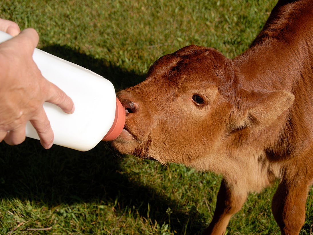 A calf feeding from a bottle held by a man.