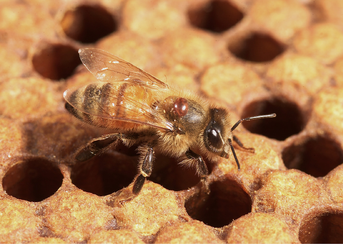 Closeup of an adult bee with a rust-colored varroa mite attached to its back, right at the base of the bee's wings.