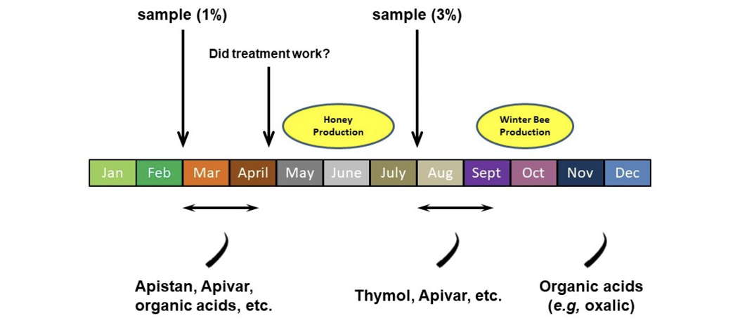 Diagram described in caption and text on previous page. The February/March sample indicates a 1% threshold and treatment with Apistan, Apivar, organic acids, etc., between March and April. In April, decide if the treatment worked. The July/August sample indicates a 3% threshold and treatment with Thymol, Apivar, etc., between August and September. In November/December, organic acids (e.g., oxalic) can be used.
