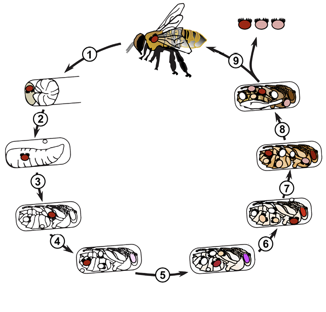 A diagram of the life cycle of a varroa mite, described in numbered text below.