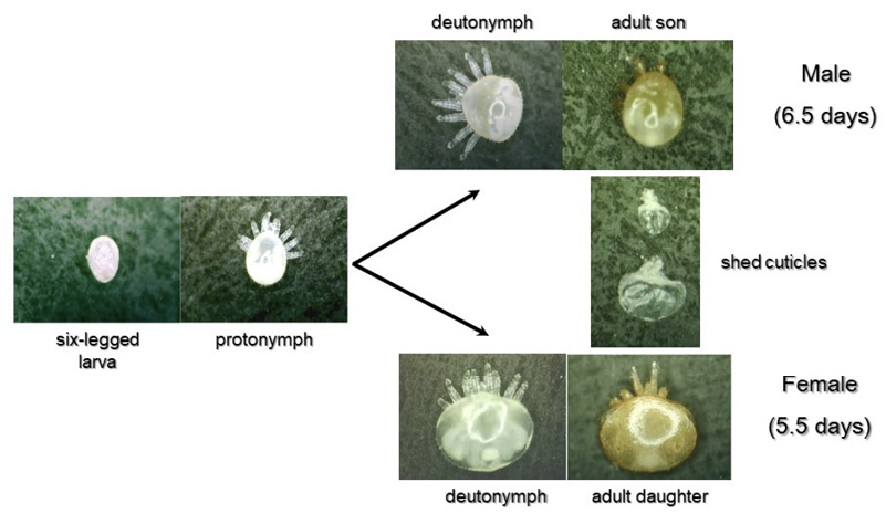A diagram with photos of the varroa mite developmental stages. The first two photos show a ball-like structure (six-legged larva) and a ball structure with eight legs (protonymph). This stage then splits into two, one male and one female. The male goes from a white circle with eight legs (deutonymph) to a brownish adult son in 6.5 days. The female goes from a white oval with eight legs (deutonymph) to a brownish adult daughter in 5.5 days. Shed cuticles are also pictured and are deflated, misshapen circles.