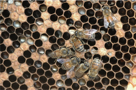 A photo of bees on a hive. There are many open, empty brood cells as well as brood cells with larvae inside them. The open brood cells with larvae are a light, sickly yellow color. 