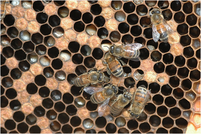 Managing Varroa Mites In Honey Bee Colonies Mississippi State 