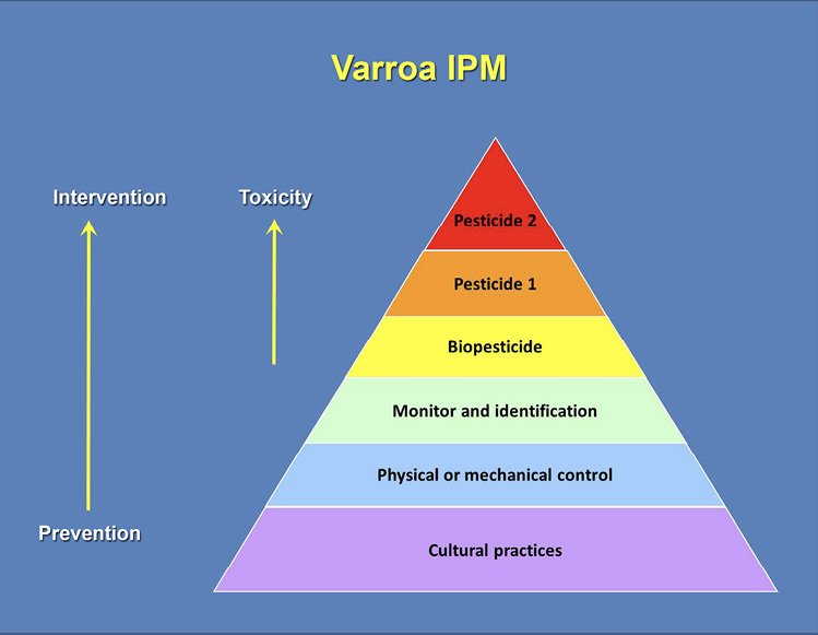 The Varroa IPM pyramid. Methods go from prevention at the bottom of the pyramid to intervention at the top, and toxicity increases as you go up the pyramid. The steps, from the bottom of the pyramid up, are cultural practices, physical or mechanical control, monitoring and identification, biopesticide, pesticide 1, and pesticide 2.