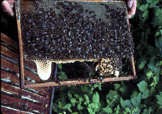 Photo of a person holding a thin strip of comb in a wooden frame. Hundreds of bees are on the comb.