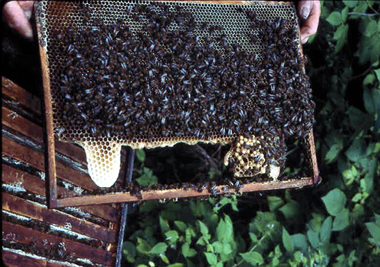 Beige Honeycomb Leggings  International Society of Precision Agriculture