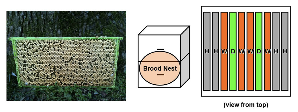 A photo of a comb with a green plastic frame and a diagram of a brood nest. A diagram of the brood nest from the top shows 10 rectangular combs side-by-side. The two center combs are labeled W; the next two out are labeled D; the next two out are labeled W; and the remaining two on each end are labeled H.