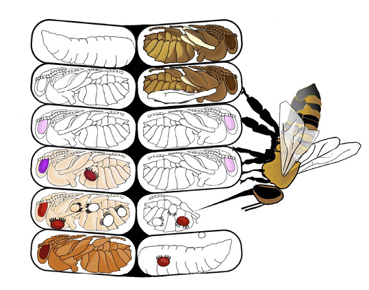 Drawing of a bee destroying an infected pupa in a brood cell.