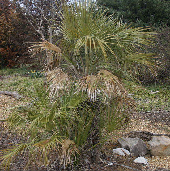 A medium-sized fan palm showing signs of cold damage on its middle and lower leaves that have begun to droop and brown in color.