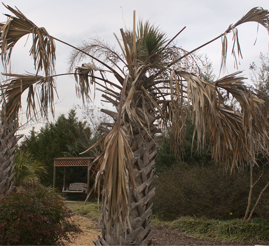 A large fan palm has lost a majority of its leaves to hard freeze. There are few completely brown stalks left, along with a few new green spear beginning to grow from the center trunk/stalk.