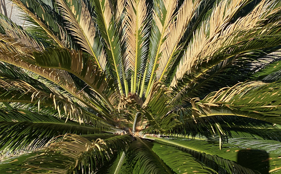 A sago palm shows some cold damage in the center of its foliage with yellowing fronds at the top. However, lower leaves still remain somewhat green.