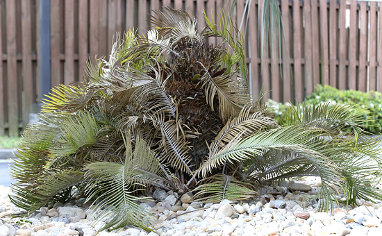 A sago palm in recovery after experiencing cold damage feature older fronds that are dying off, while other fronds show growth and are green in color.