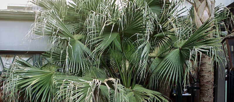 A very large sabal palm with extensive cold damage illustrated through browning and whitened frond tips that have begun to droop.