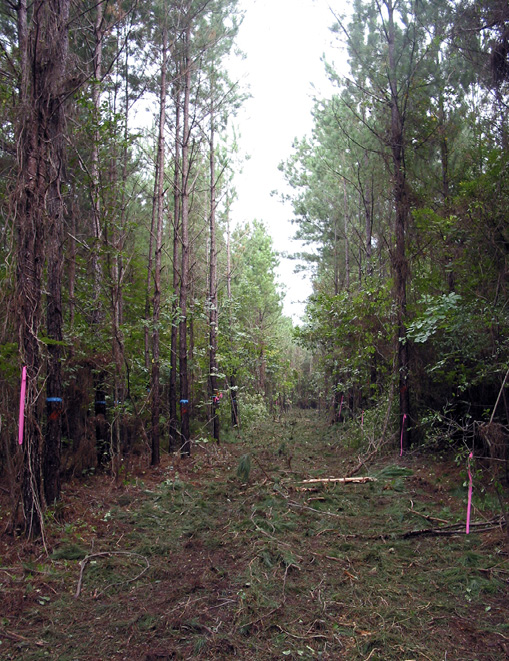 A cleared corridor between rows of pine trees. Some trees on either side of the corridor have bright pink ribbon or bright blue paint on them.