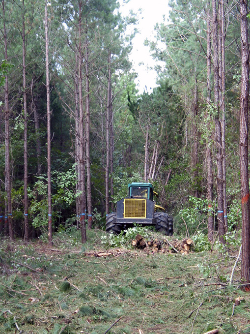 A tractor cuts down rows of trees. Trees with blue paint marks are left standing.