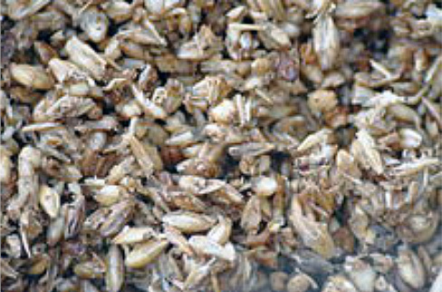 an image of brewers grains.