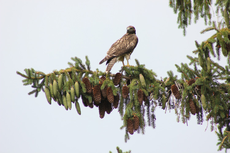 A hawk perches on the limb of a pine tree. 