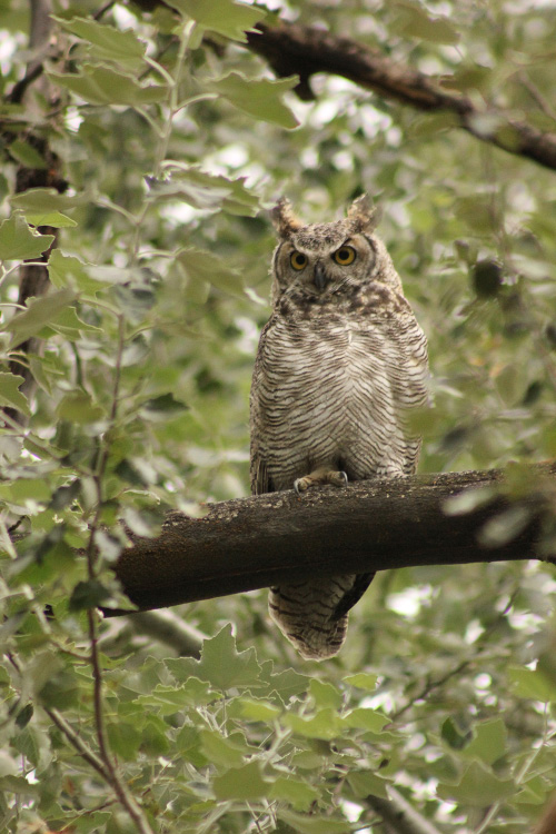 An owl perches on a tree limb.