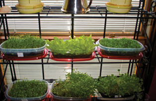 Shelves in front of a window hold different types of small green plants.