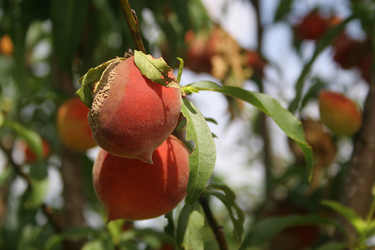 Two peaches hang from the limb of a peach tree. The peach at the top is rotting on the left side with a ring around the rotting part that fades in color into the natural color of the peach.