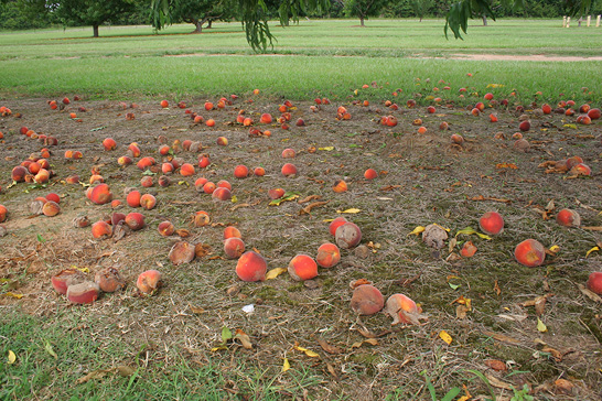 Partially rotted peaches lie on the ground underneath peach trees. 