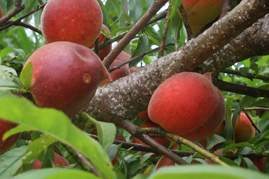 A peach tree limb with fruit around it is dotted with white patches of scale infection.