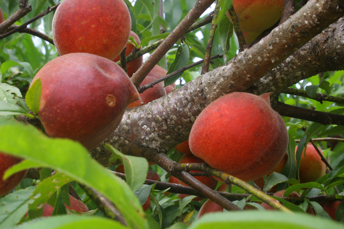 Disease And Insect Control For Homegrown Peaches And Plums Mississippi State University